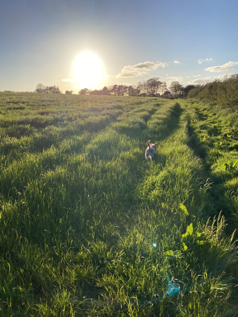 A dog running through long grass at sunset