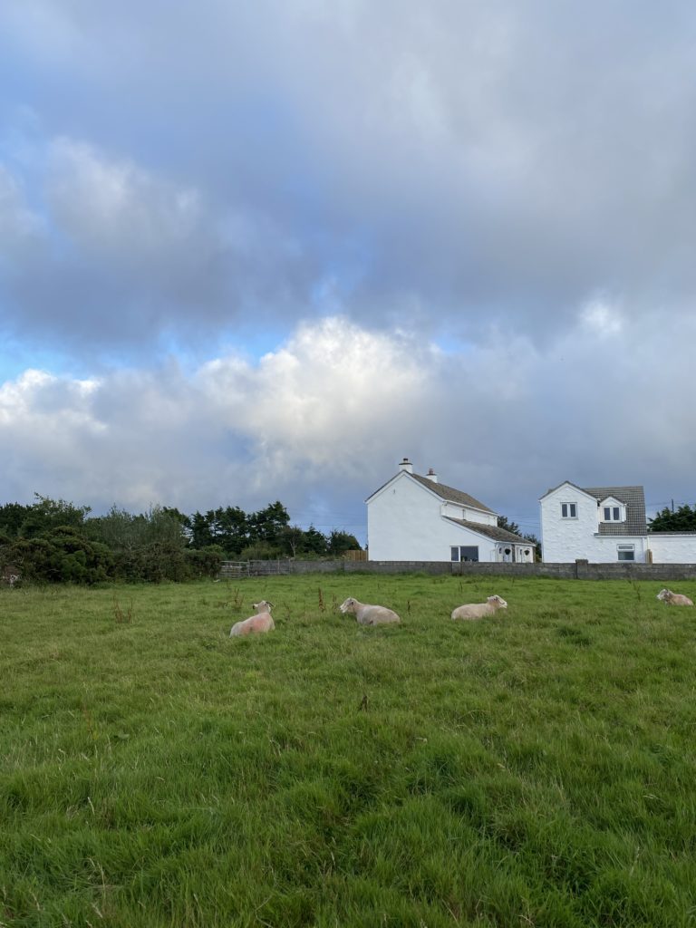 Sheep in the field to the rear of Cornish Vistas Falmouth holiday cottages