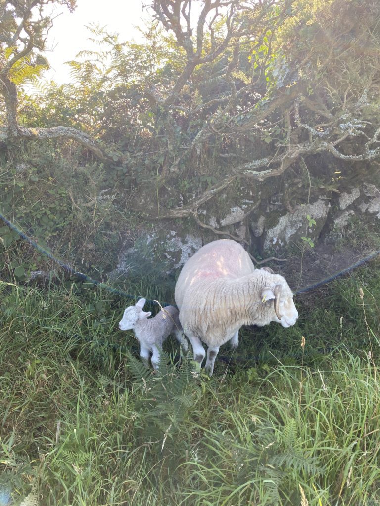 Sheep standing next to a wall on a cornish farm
