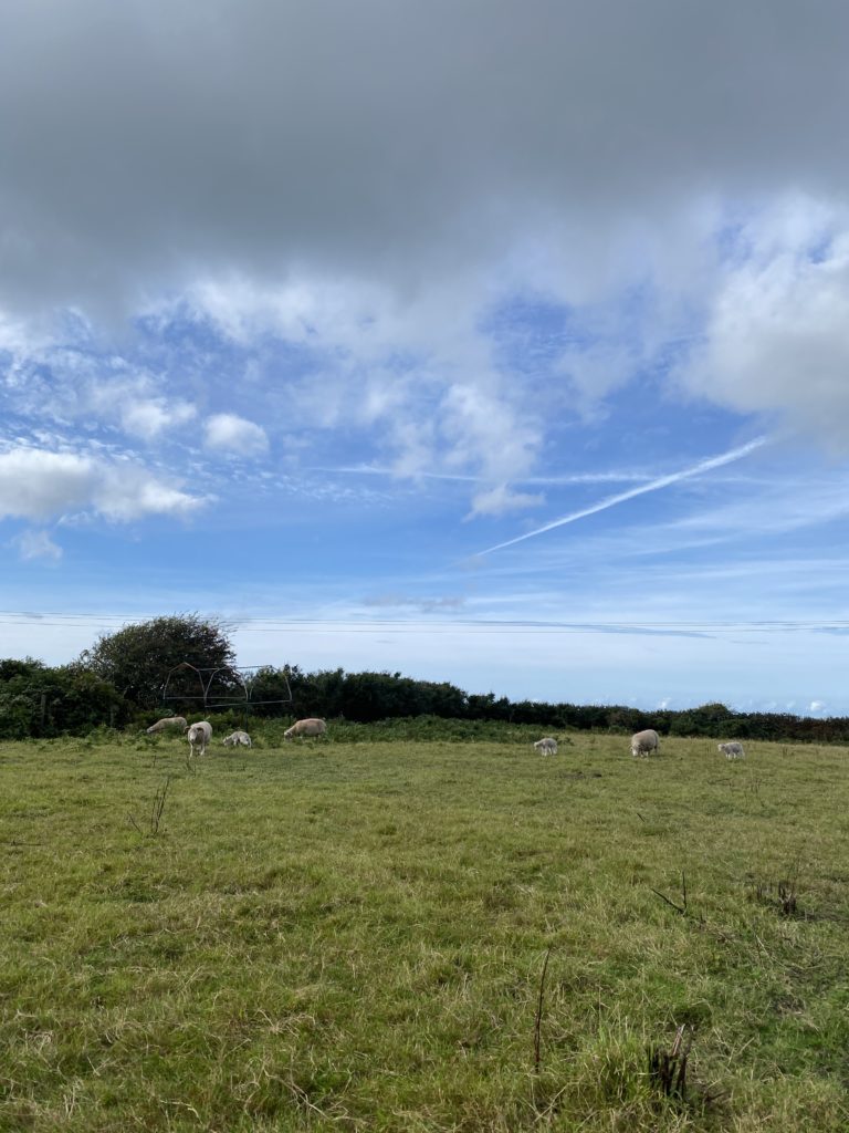 sheep in a green field